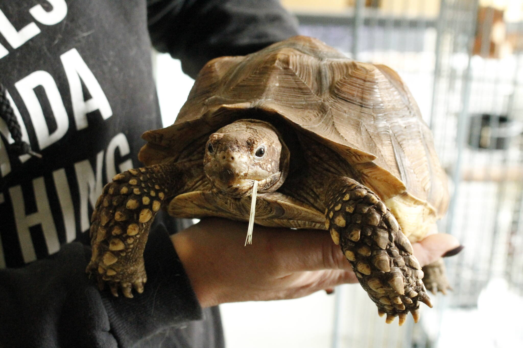 Photos by Kira Erickson/South Whidbey Record
Critters & Co. Pet Center is home to a wide variety of unusual animals, such as this tortoise named Max. A community member recently started a fundraiser benefitting the store, which rescues animals at high costs.