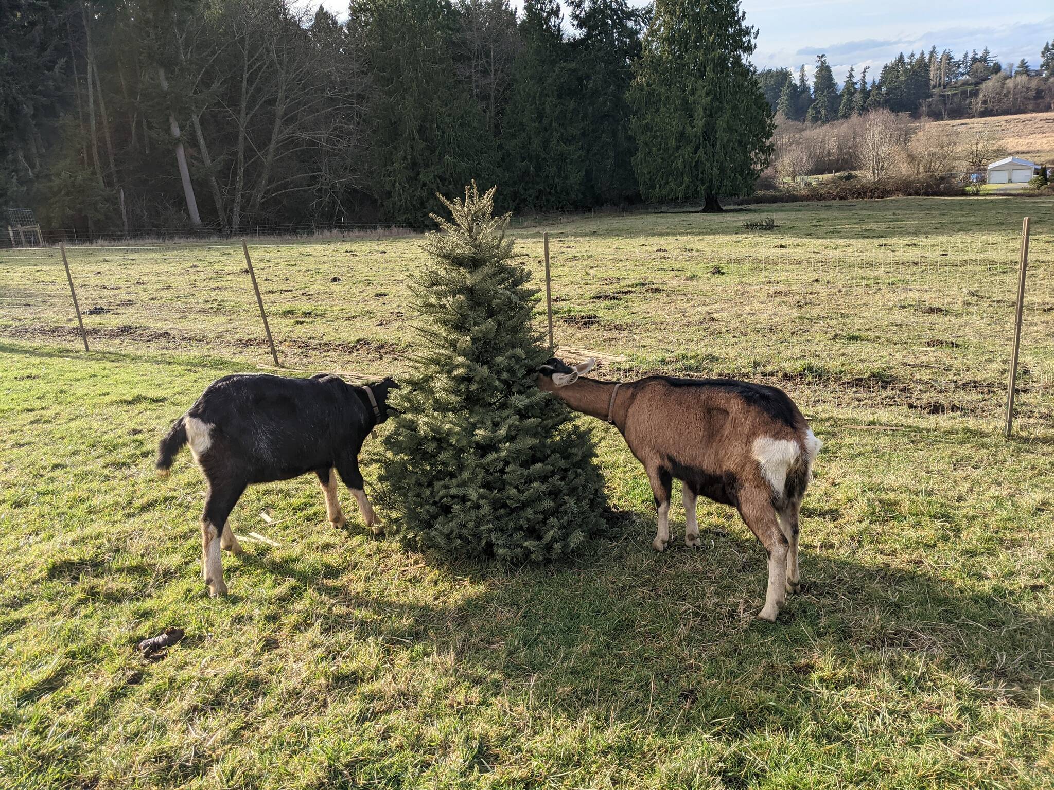 Photo provided
Goats Louis, left, and Juniper enjoy a tree donated in 2021 to Ballydidean Farm Sanctuary.