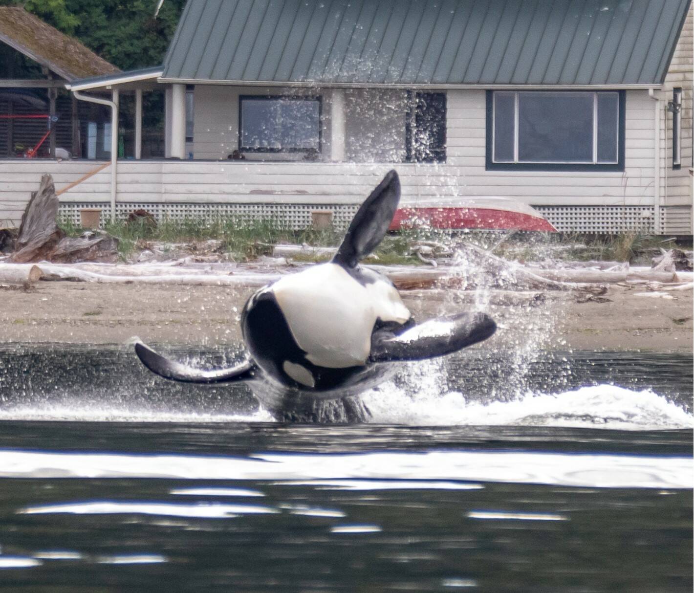 Edmonds resident Janine Harles captured this photo Aug. 30 of a transient orca swimming along the Clinton shoreline.