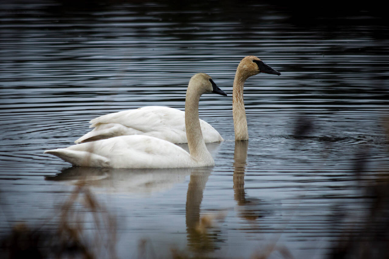 Photo by David Welton
A second trumpeter swan recently joined its lonely counterpart in the Cultus Bay wetlands of South Whidbey.