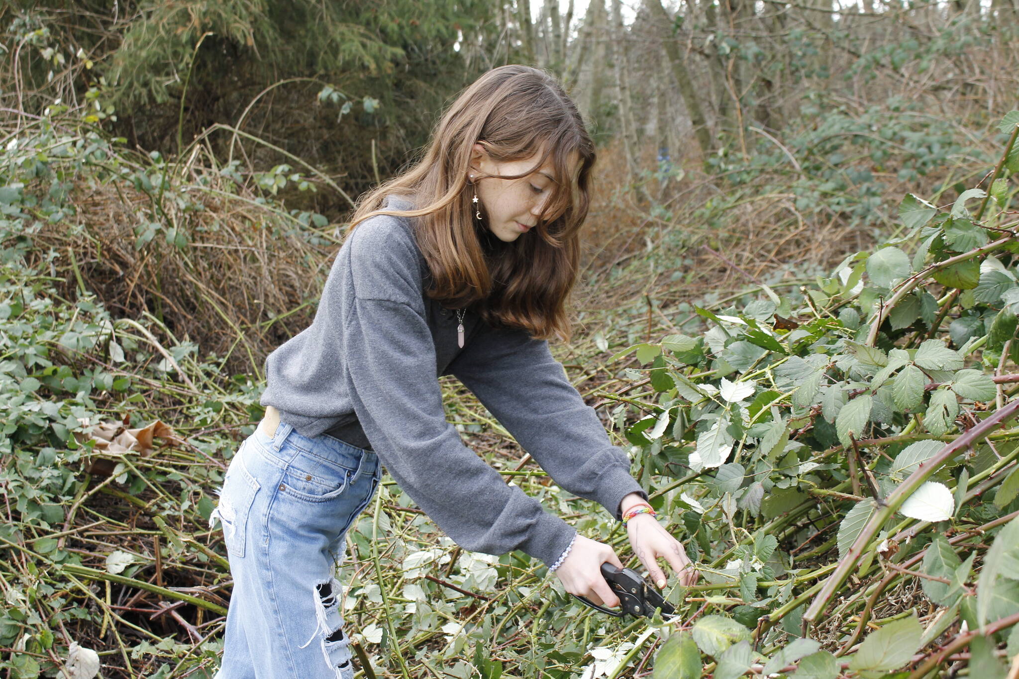 Photo by Kira Erickson/South Whidbey Record
Seventh grader Anja Bentsen clips some blackberry bushes bordering a wetland area near the South Whidbey Community Center. Her class is involved in several community-focused projects, including the elimination of invasive plant species.
