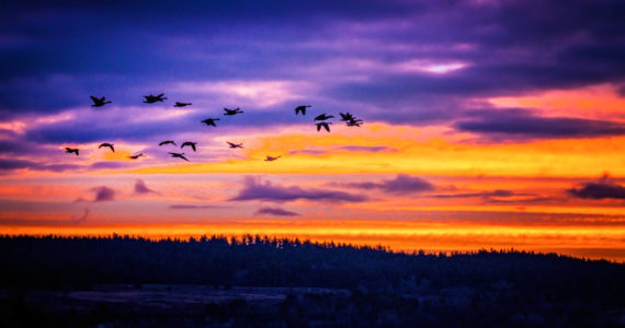 Pamela Headridge photo
Geese fly at sunrise on Crescent Harbor.
