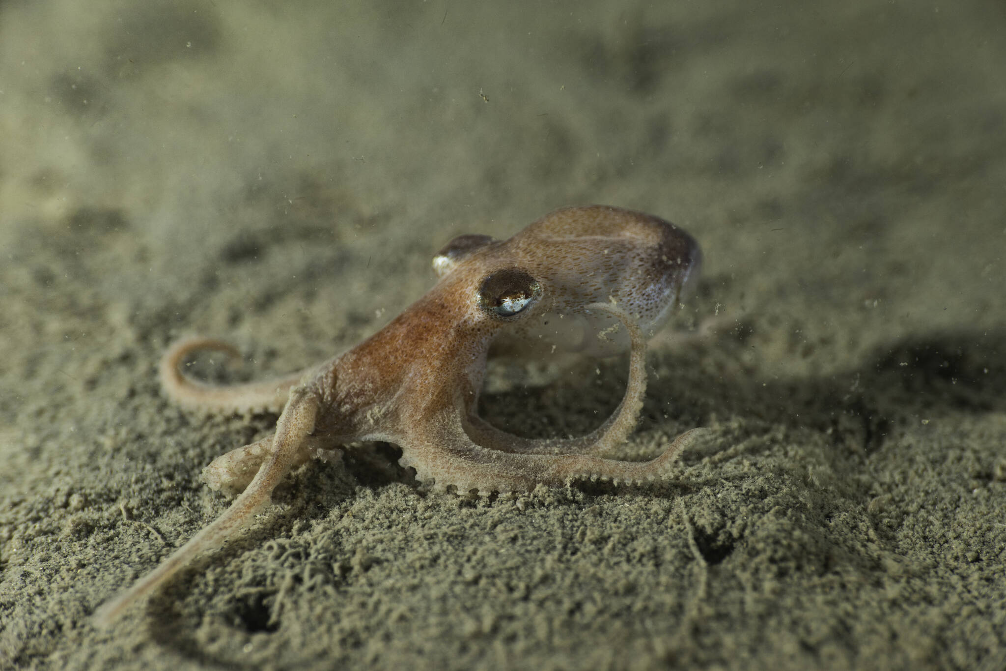 Photo by Tabitha Jacobs-Mangiafico
The smooth skin octopus is a recently discovered species living near Whidbey Island. Called a muusoctopus for its lack of ink sac, its smaller than the size of a fist. More information about octopuses can be learned at the upcoming Sound Waters University, where one presentation will be dedicated entirely to the subject.