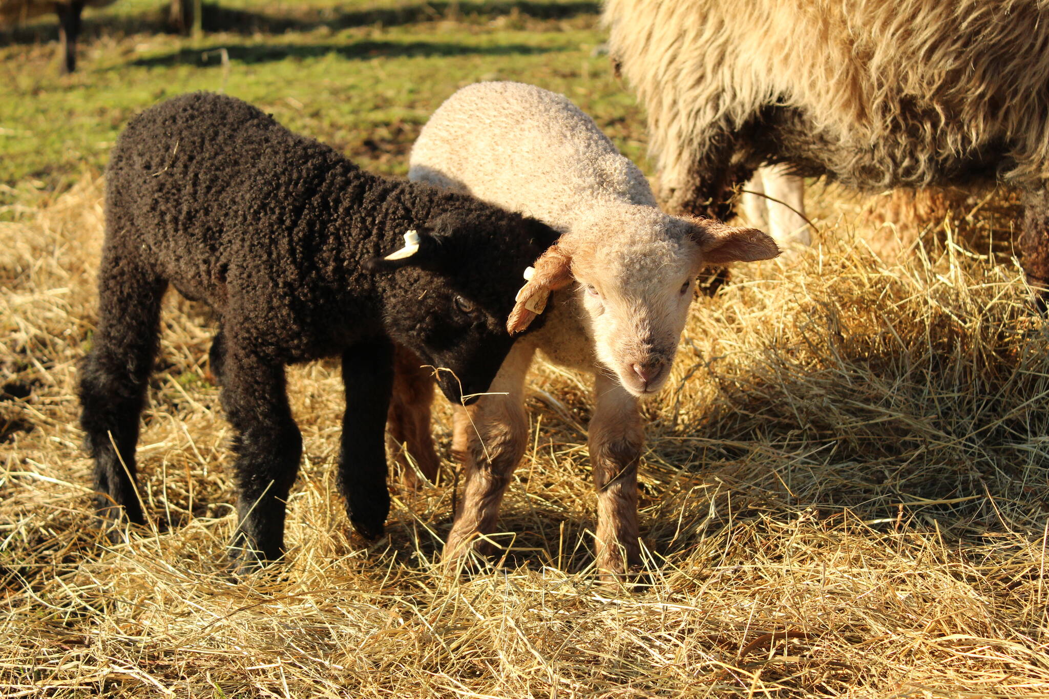 Photo by Karina Andrew/Whidbey News-Times
This seasons lambs all have drink-themed names.