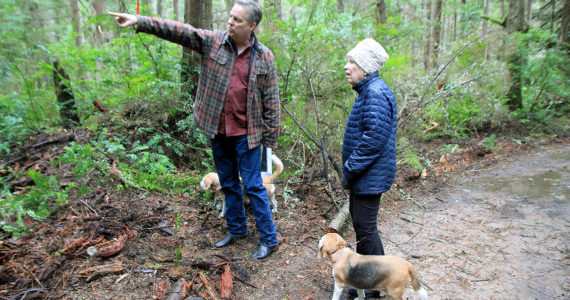 File photo by Kira Erickson/South Whidbey Record
South Whidbey Parks and Recreation District Executive Director Doug Coutts shows resident Jan Marshall-McConnell and her two dogs the location of the naturally occurring Pacific yew tree along the new trail Jan. 6, 2020. The day-to-day operations of the Trustland Trails will be covered by the district’s replacement levy that will be on the Feb. 8 ballot.