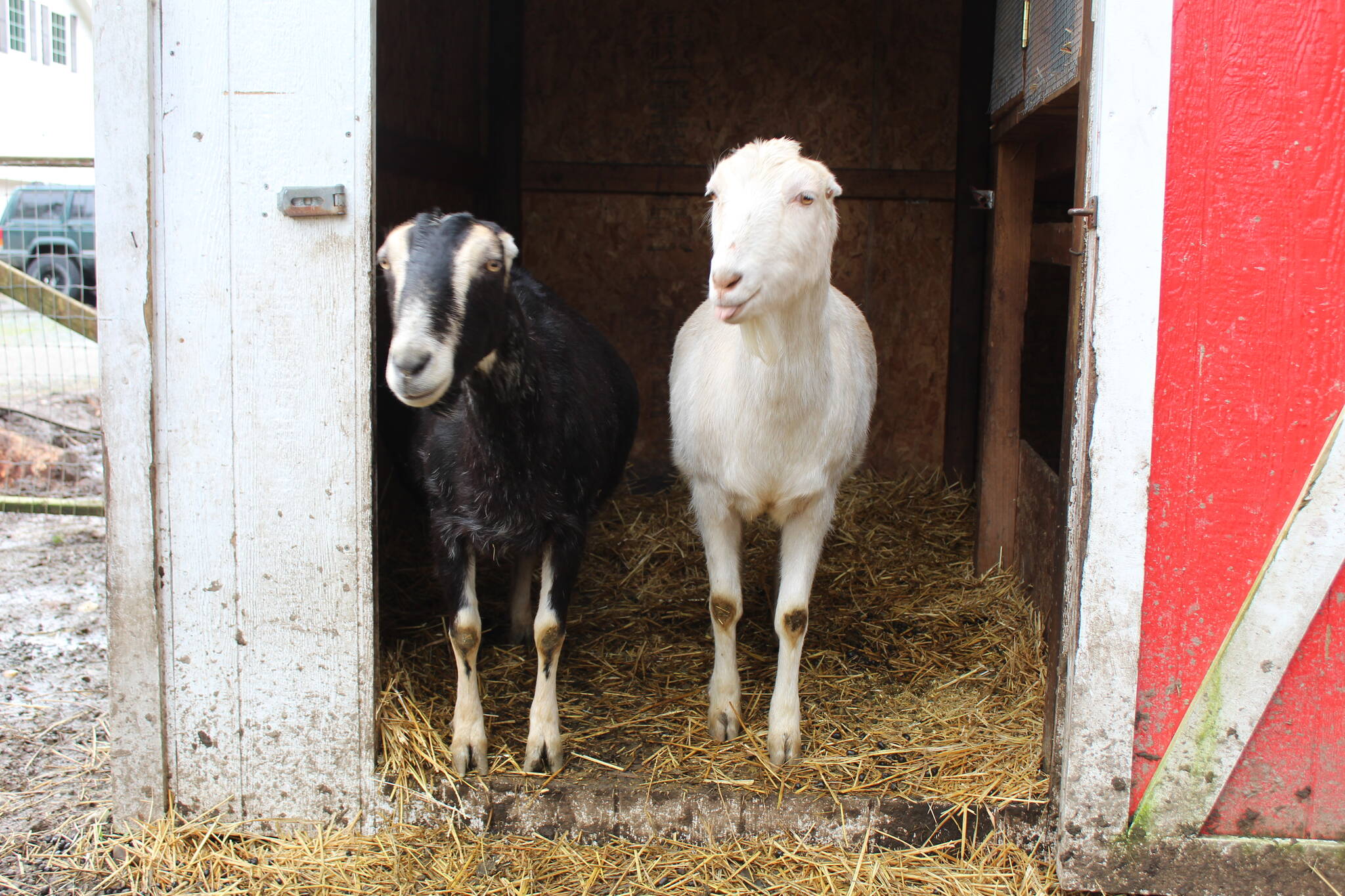 These goats live at Harbor Acres farm, where owner Sheena Bodenhafer makes their milk into moisturizing soap. (Photo by Karina Andrew/Whidbey News-Times)