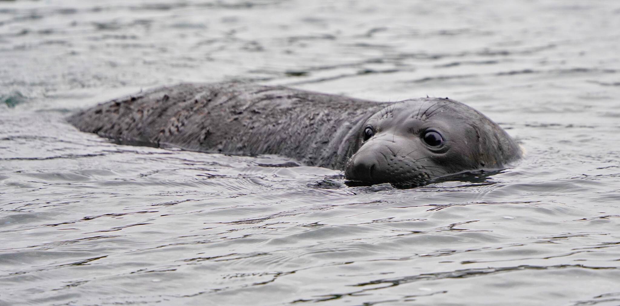 Photo by Marlene Bocast
Seven-week-old seal pup Emerson practices swimming.