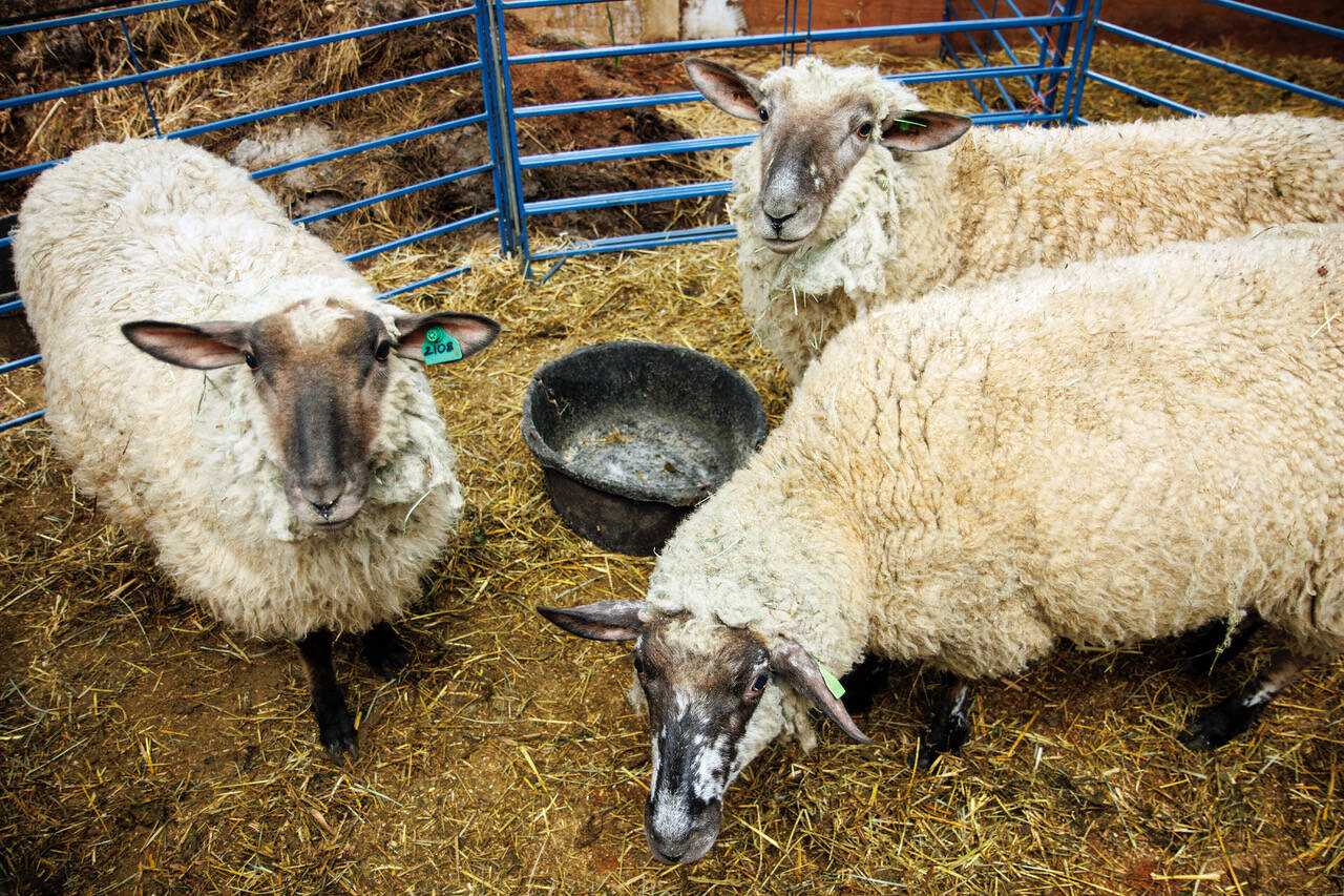 Photo by David Welton
Three ewes at Kevin Dunham’s farm, shortly before they were shorn.