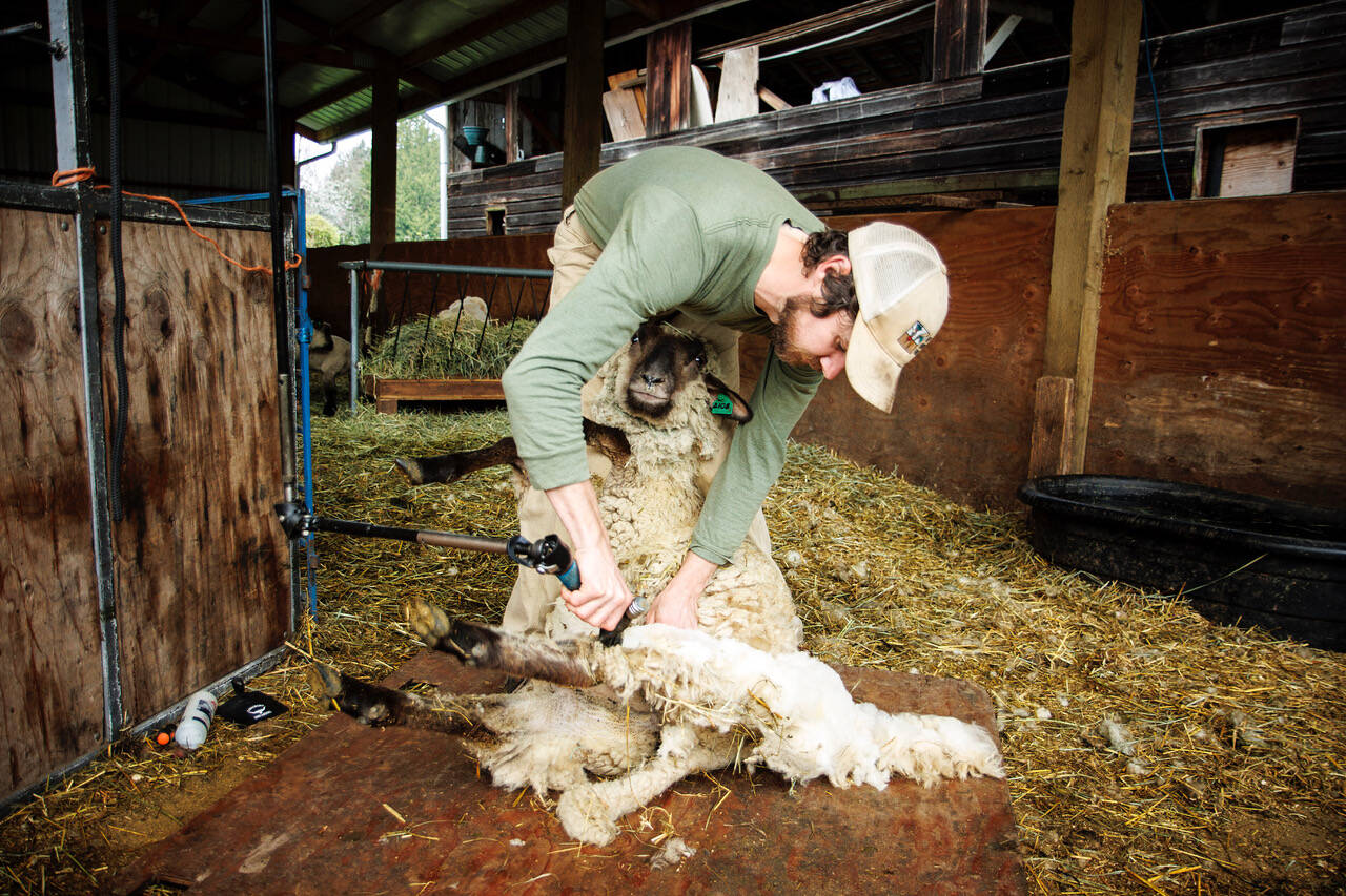 Photo by David Welton
Kevin Dunham shears a young ewe at his farm. He travels near and far to offer his shearing services to other flocks.
