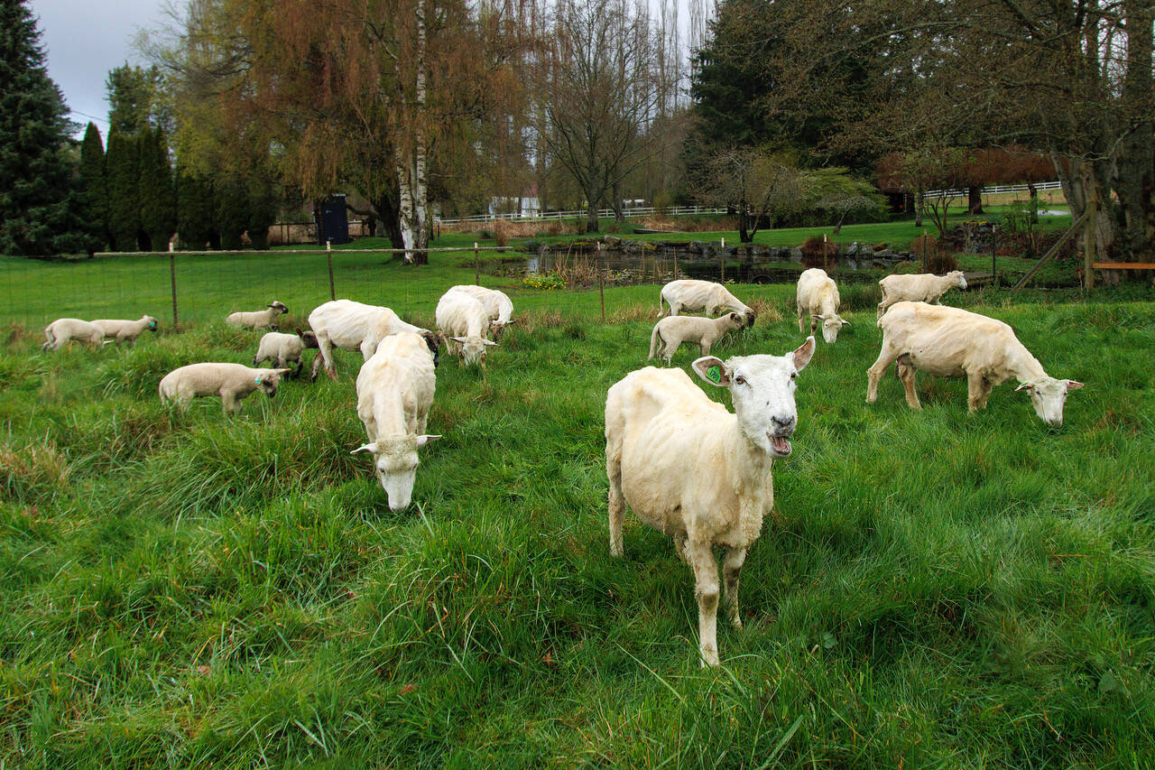 Photo by David Welton
Sheep that have been recently shorn graze freely at Kevin Dunham’s farm.