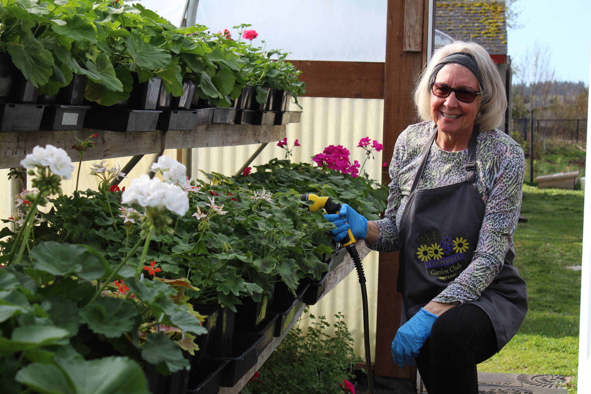 Brenda Faris waters plants in the Coupeville Garden Club greenhouse in advance of the annual plant sale. Around 3,500 plants will be available for purchase at this year’s event. (Photo by Karina Andrew/Whidbey News-Times)