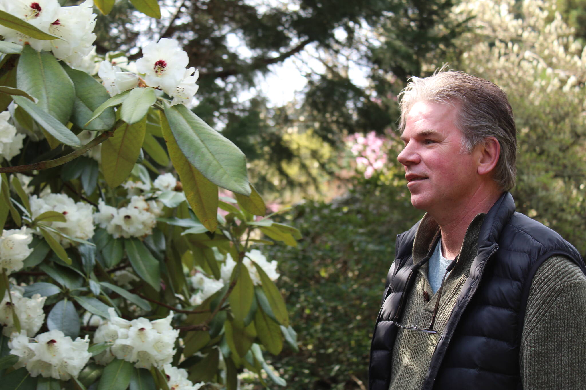 Ron Newberry enjoys Meerkerk Gardens world-renowned rhododendrons. The gardens have just entered peak blooming season. (Photo by Karina Andrew/Whidbey News-Times)