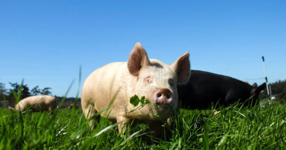 Photo by David Welton
A Berkshire pig at Beach View Farm happily munches on some grass.