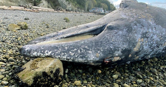 A grey whale carcass found beached on the west side of Camano Island. (NOAA Fisheries West Coast Region)