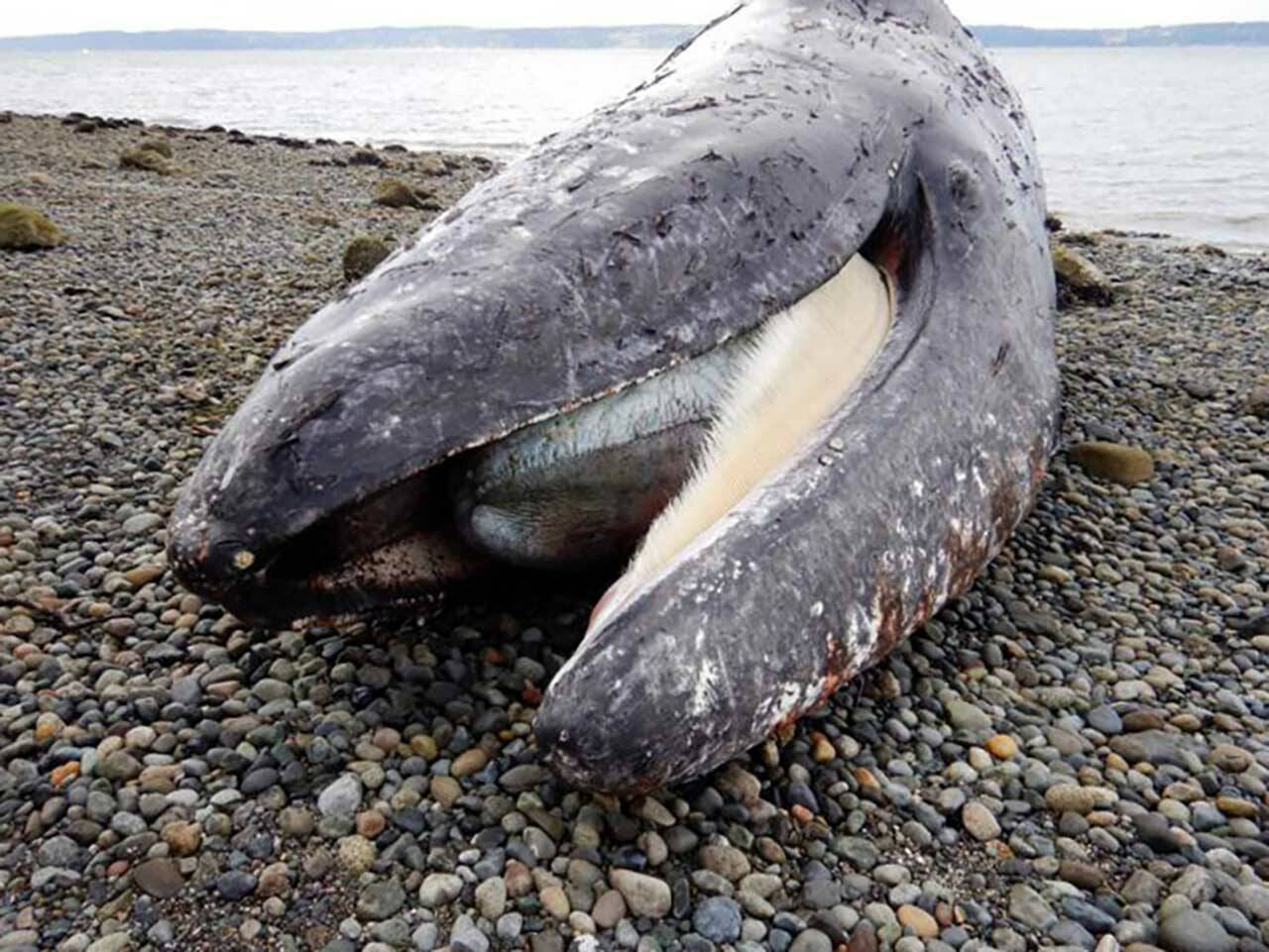 The gray whale found dead on a northwest Camano Island beach on March 31. (Cascadia Research Collective)