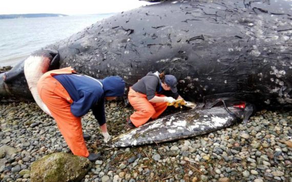 Researchers and volunteers recently examined a dead gray whale found on a Camano Island beach. (Cascadia Research Collective) 20220411