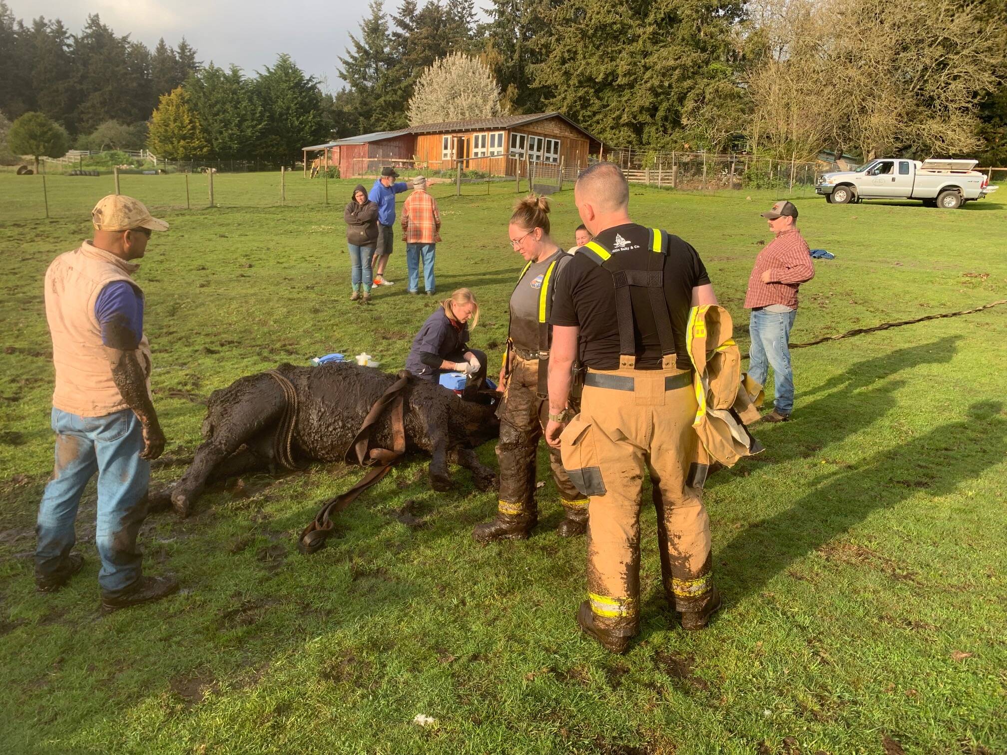 Photo provided
A South Whidbey cow was saved from a muddy predicament this week by South Whidbey Fire/EMS.