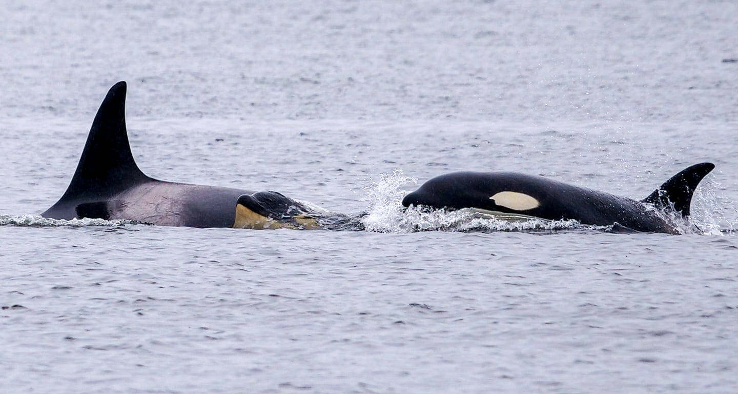 A pod of transient orcas, known as T124As, surfacing near Tacoma. (Photo by Craig Craker/Orca Network)