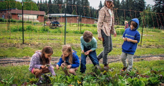 South Whidbey School Farms Manager Emily Koller walks past a class of kids picking veggies at the school farm. Kids, from left to right: Simone Boland, Charlotte Bunch, David Bermingham and Thaddeus Campbell. (Photo by David Welton)