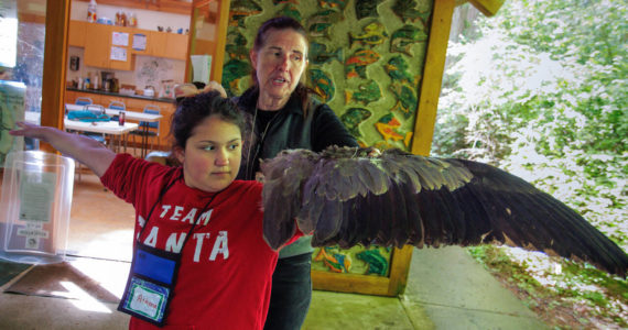 Marie Bergstrom holds a blue heron wing against fourth grader Athena Miller’s outstretched arm to demonstrate the enormous size of the bird’s wingspan. (Photo by David Welton)