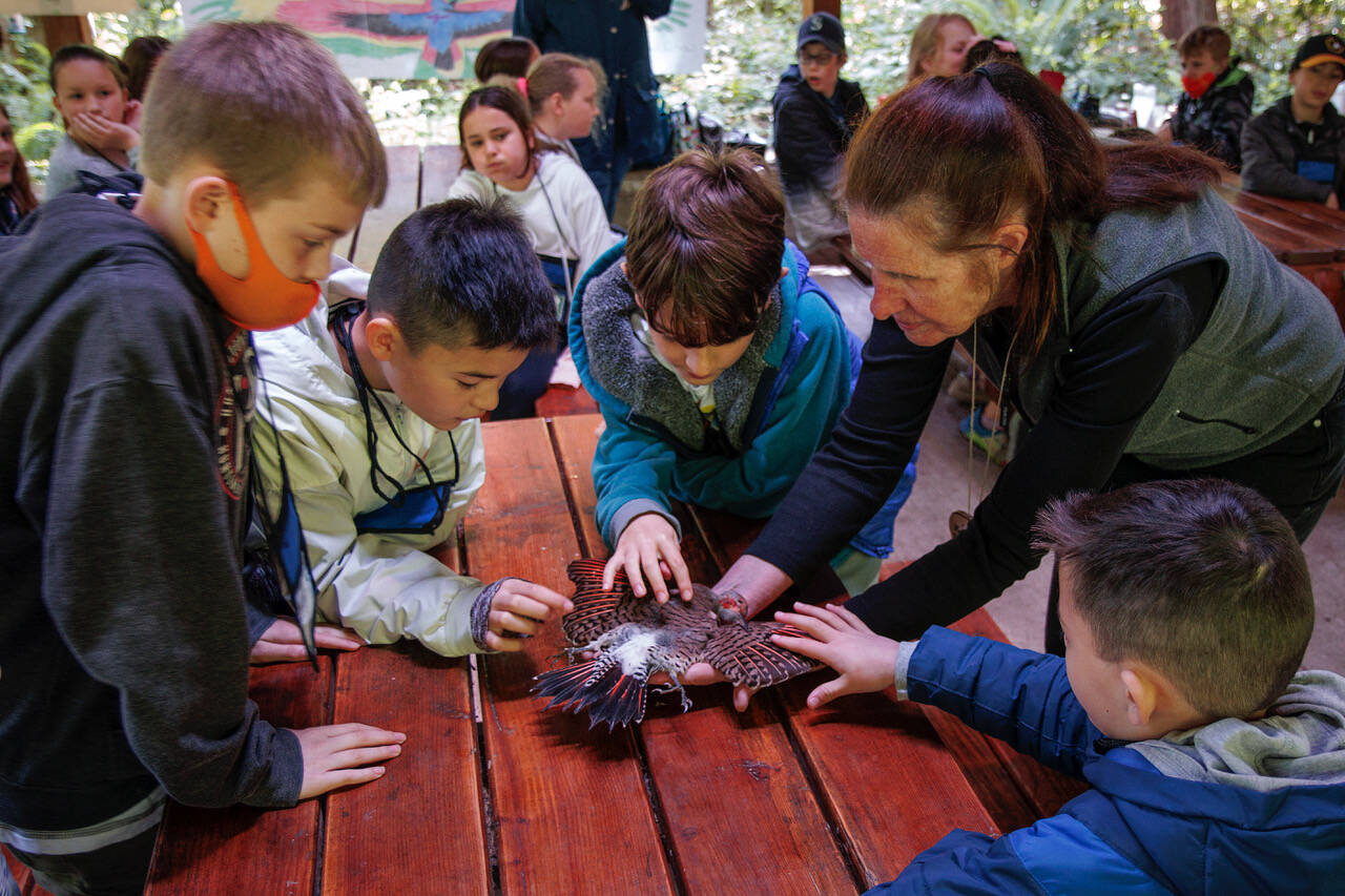 Fourth graders get a chance to touch a stuffed bird specimen shown by Marie Bergstrom. Students, from left to right: Keegan Lusk, Calvin Ly, Cam Pelletier and Bennett Ly. (Photo by David Welton)