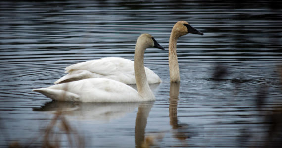 Photo by David Welton
The solitary swan in the wetlands near Cultus Bay Road, left, enjoyed some company briefly when he was visited by another swan six months ago. The bird was found dead Wednesday.