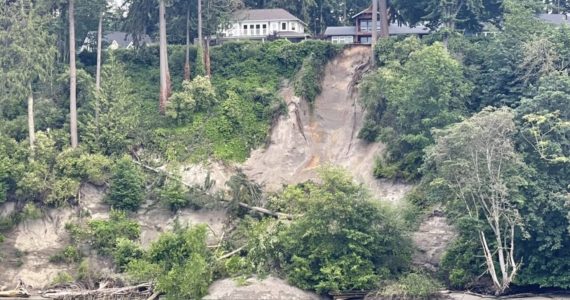 A landslide, visible from the South Whidbey Harbor, occurred Saturday evening in Langley. It involved at least three large trees. (Photo by Jesse Brighten)