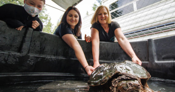 Melody Wrightson, center, and her mother, Debbie Wilkie, turn Gary the snapping turtle around to face the camera. Arya Bochantin, 10, looks on. Bochantin’s mother, Denice (not pictured), donated the pool where Gary currently resides. (Photo by David Welton)