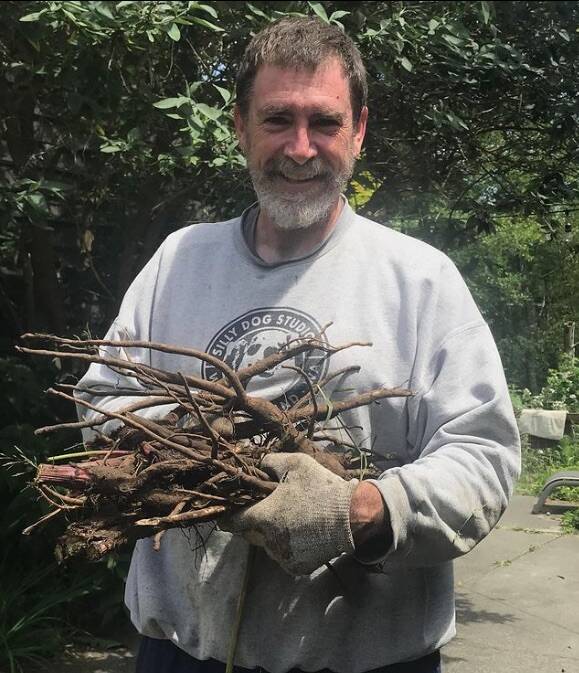Daniel Gregory gathers burdock root for his wife, Lori Kanes herbalism studio. (Photo provided)