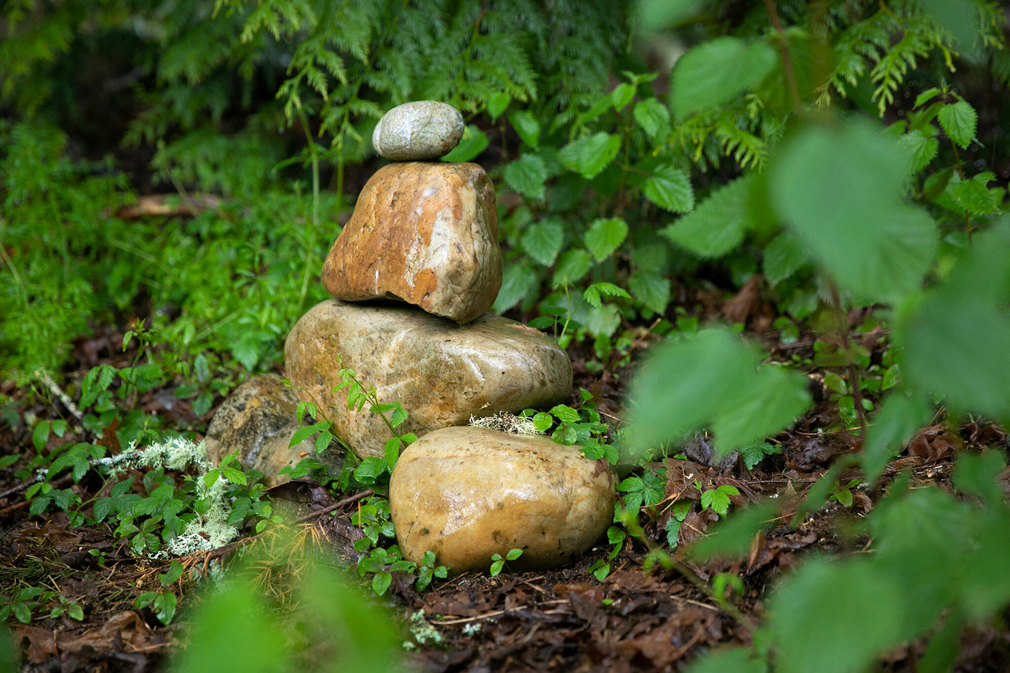 Stone cairns dot the landscape at Earth Sanctuary on Whidbey Island. (Ryan Berry / The Herald)