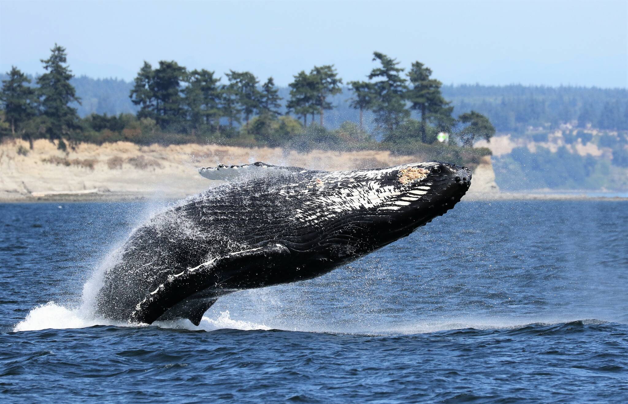 Photo by Jill Hein
Humpback whales have been spotted more frequently lately around Whidbey Island.