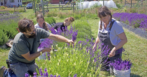 Photo by Rachel Rosen/Whidbey News-Times
From the left, Sam Stanton, Sara Berlowe, Rylan Johnson and Caitlin Stanton harvest lavender.