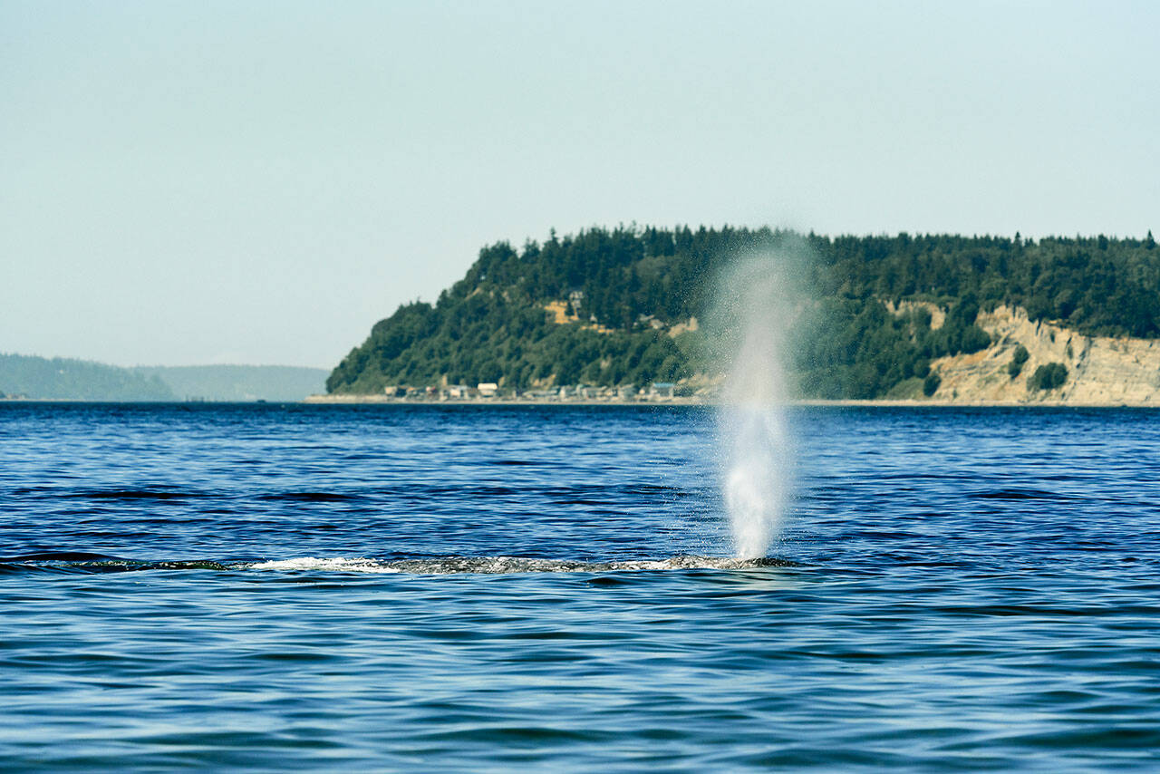 A gray whale has lingered around Possession Sound in July 2022. (Sara Montour Lewis / Our Wild Puget Sound)