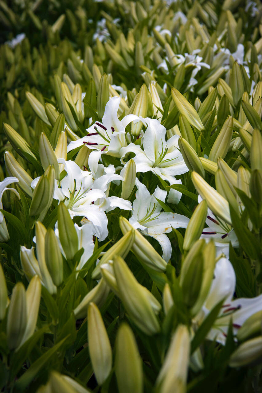 Moonstruck Gardens carries around 30 varieties of lilies that fill the air with their sweet scent during blooming season.