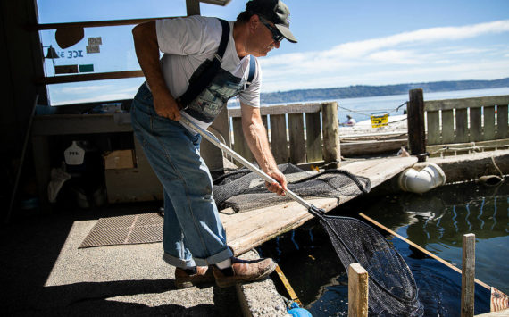 Possession Point Bait Company owner Dan Cooper fishes live herring out of his holding pond with a net on Wednesday, Sept. 7, 2022 in Clinton, Washington. (Olivia Vanni / The Herald)