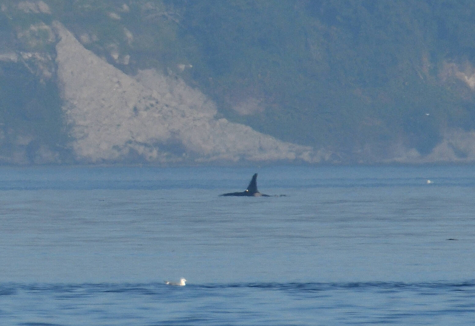 Jim Pasola photo
An orca from J pod is seen near Point No Point, Kitsap Peninsula on Oct 5.