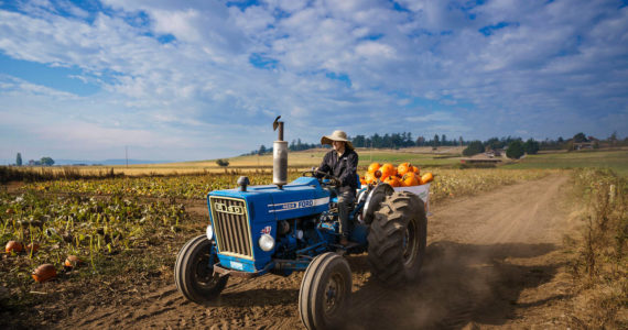 Photo by David Welton
Chris Goodnight transports pumpkins from the patch on Scenic Isle Farm Oct. 10. Pumpkins, along with Hubbard squash and Rockwell beans, have been a staple crop on the farm for decades.