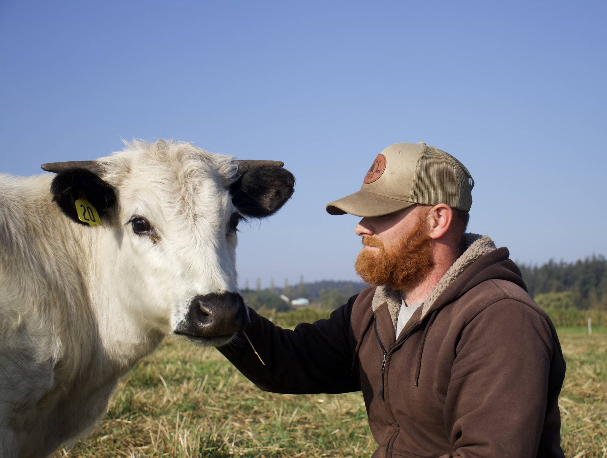 Photo by Rachel Rosen/Whidbey News-Times
Moo is a steer who has become part of the family. Bells Farm owner Kyle Flack said he is the ambassador animal for the farm.