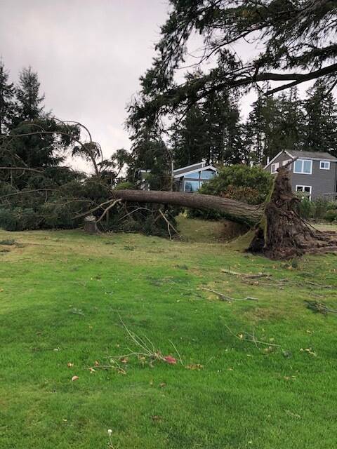 Photo by Steven Horton
A 100-foot Douglas Fir was completely uprooted near Useless Bay during intense winds Nov. 5.