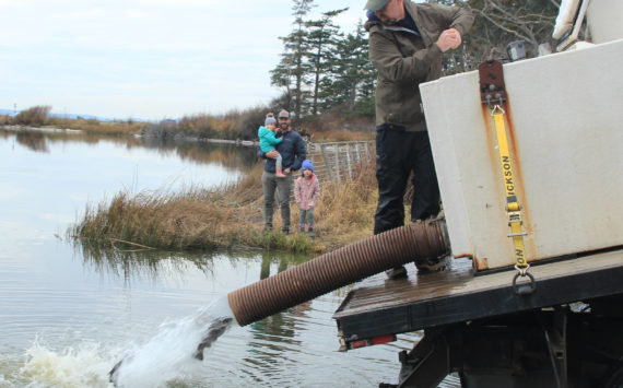Photo by Jessie Stensland / Whidbey News Group
Fish and Wildlife biologist Justin Spinelli releases rainbow trout into Cranberry Lake as local resident Andy Golden and his two girls, Ellis and Maeve, look on.