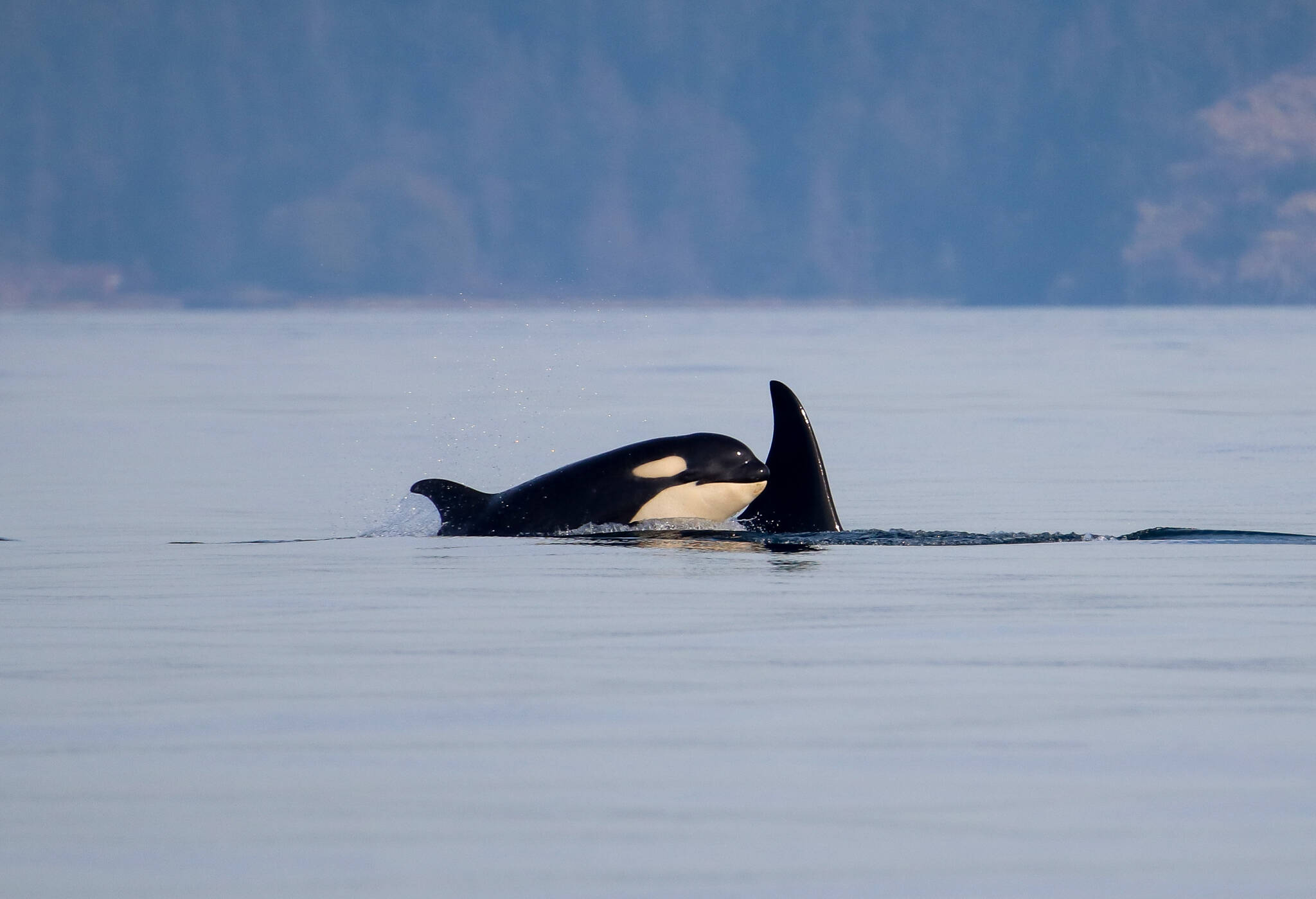 J37 “Hy’Shqa” with her calf, J59. (Photo by Orca Network)
