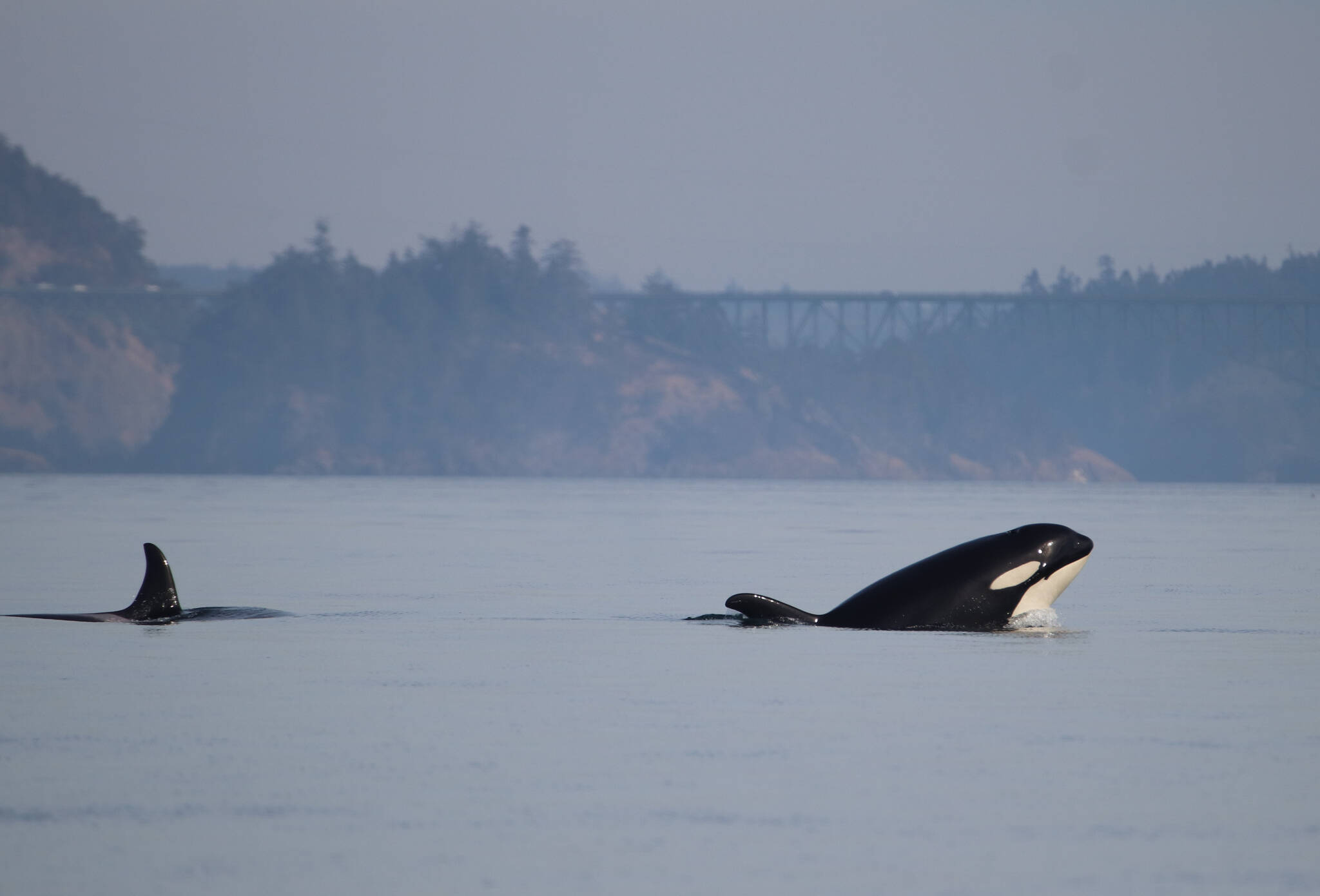 J41 “Eclipse,” right, surfaces near Deception Pass. J22 “Oreo” is behind her. (Photo by Orca Network)
