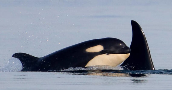 Photo by Cindy Hansen/Orca Network
J37 and J59, southern resident orcas from J pod.