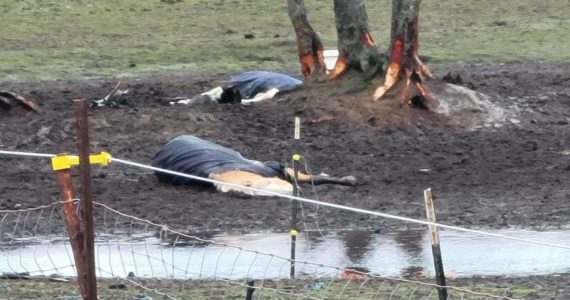 Photo provided
Two horses were found deceased on a North Whidbey property on Christmas Eve.