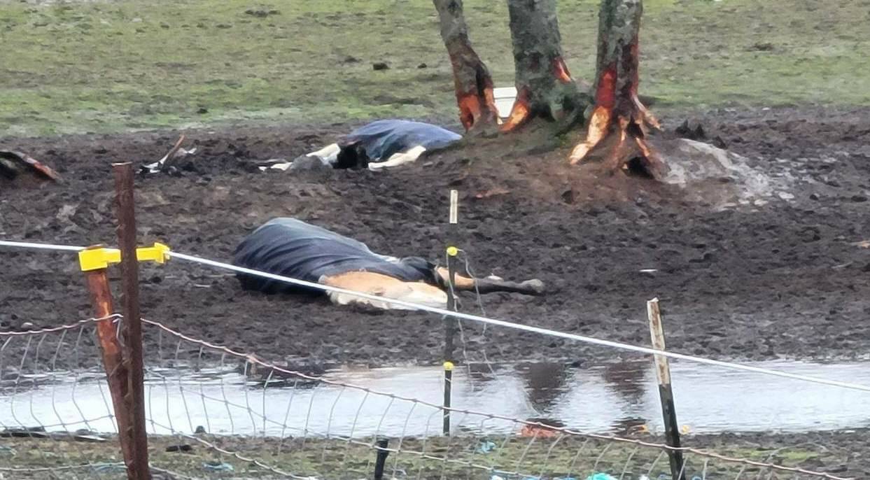 Two horses were found deceased on a North Whidbey property on Christmas Eve. (Photo provided)