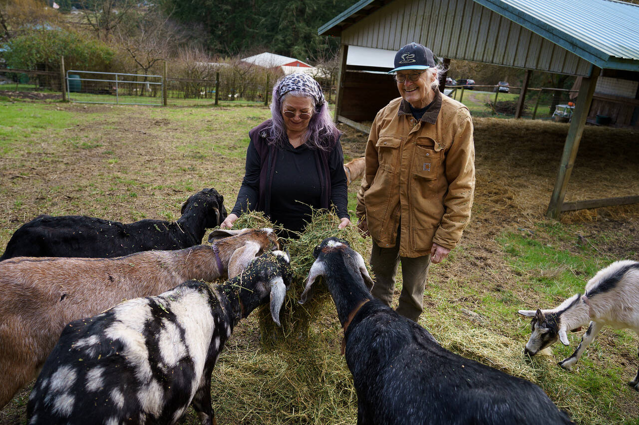 Photo by David Welton
Mary Jane Miller and Jim Hyde feed some alfalfa to their rescue goats.