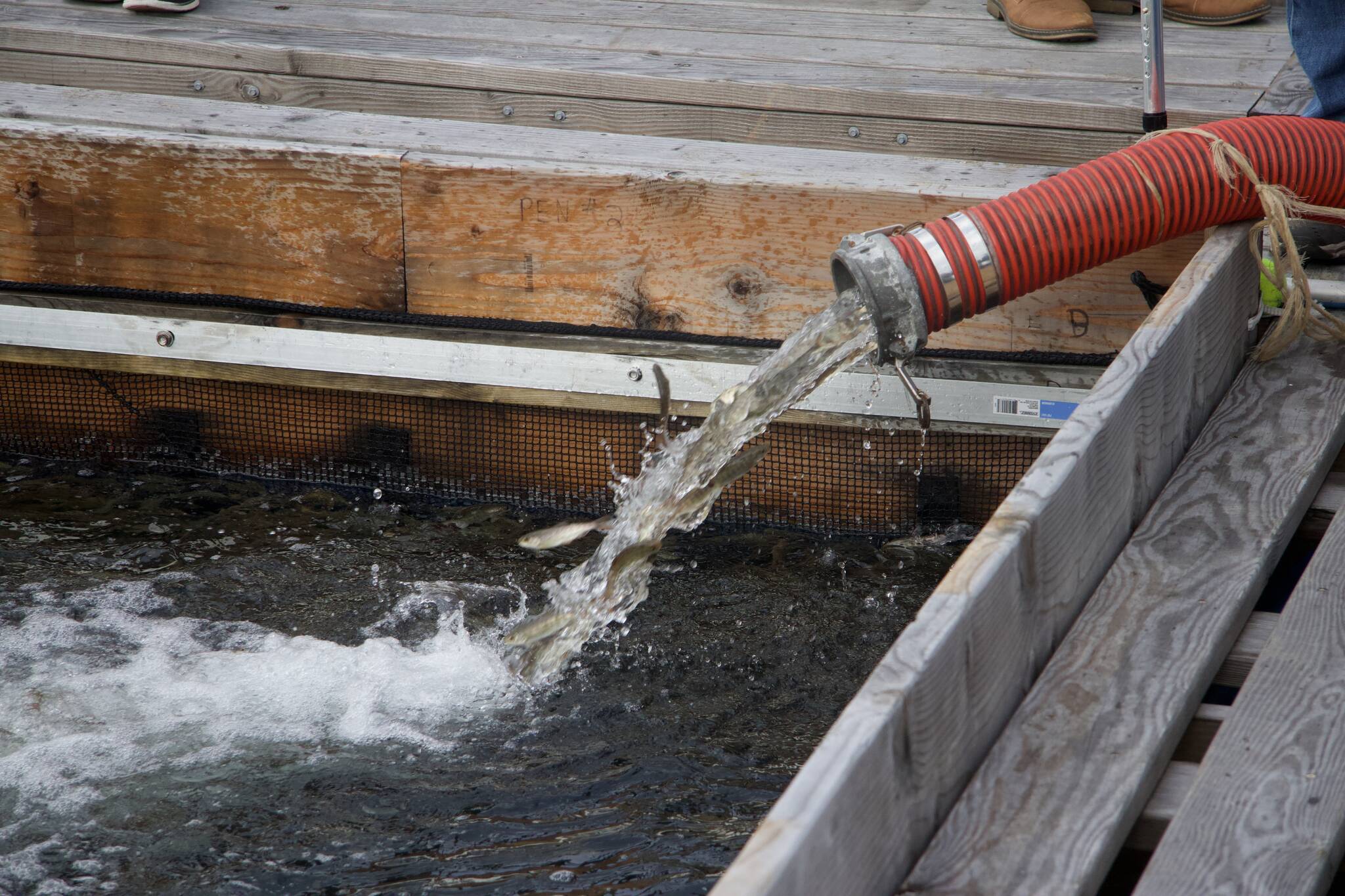 A total of 30,000 juvenile salmon were transported to the Oak Harbor marina Thursday.