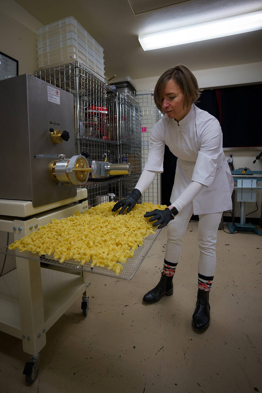 Photo by David Welton
Aurora Echo gathers campanelle pasta extruded from her commercial pasta-making machine. She recently launched her new business, Wildly Beloved Foods, to sell her organic pasta, which also comes in a spinach variety.