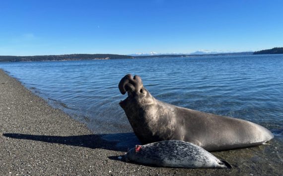 Photo by Jan Skewes
Ellison the elephant seal made a dramatic appearance on a Greenbank beach Monday.