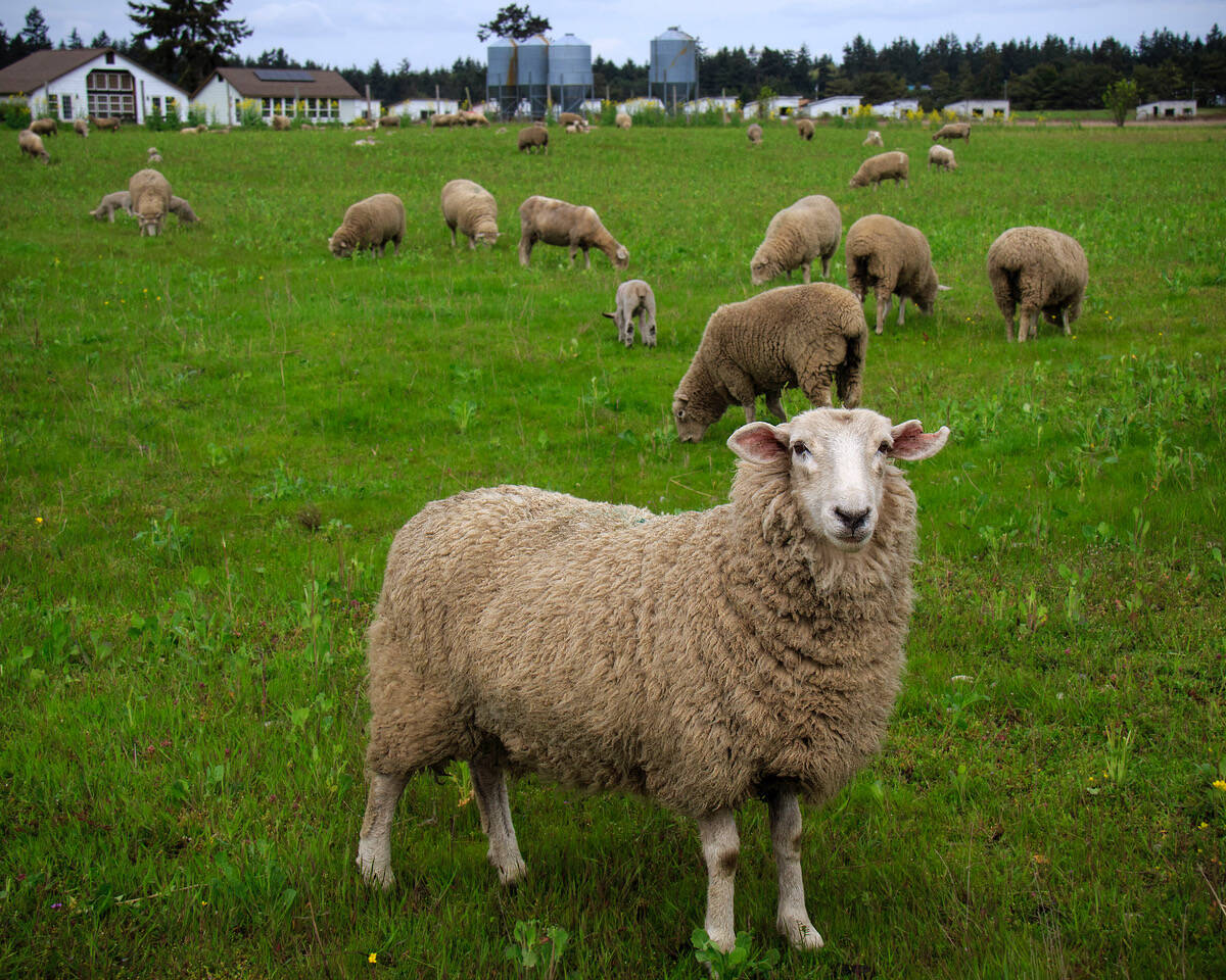 Sheep graze on a farm near Coupeville. (Photo by David Welton)
